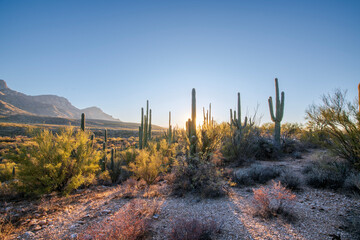 Desert Landscape with saguaro cacti.
