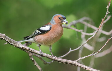 robin on a branch