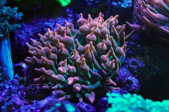 Entacmaea quadricolor, hardy fluorescent bubble tip anemone animal frag hunt for plankton food, live rock hardscape, reef marine aquascape, experienced aquarist aquafarming hobby, underwater wildlife