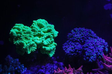 Caulastraea curvata green fluorescent colony, Euphyllia divisa lps coral, laminar wave flow, reef...