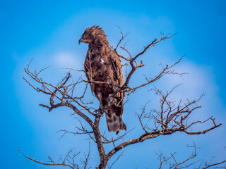 A monochrome snake eagle (Circaetus cinereus) on a leafless treetop in the Moremi Game Reserve