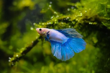 dominant veiltail Betta splendens male aggression, moss planted Amano style aquascape, hardy...