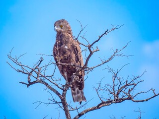 A monochrome snake eagle (Circaetus cinereus) on a leafless treetop in the Moremi Game Reserve