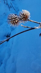 Vereiste große klette vor blauem himmel
