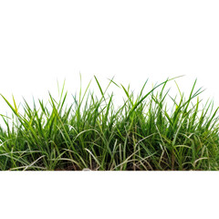 Fototapeta premium Vibrant Green Grass: Lush, vibrant green grass blades form a dense, textured border, ideal for adding a natural touch to your designs. 