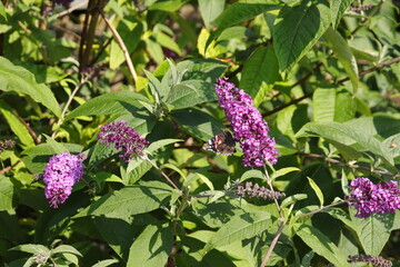 Butterfly on Buddleia bush