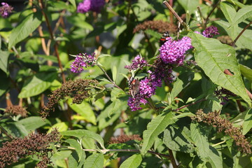 Butterfly on Buddleia bush