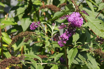 Butterfly on Buddleia bush