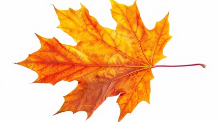 Fototapeta premium maple leaf on white background