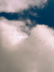 sky and birds