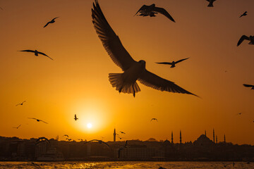 Hagia Sophia and Blue Mosque (Ayasofya ve Sultanahmet Cami) in the Sunset Lights Drone Photo, Suleymaniye Fatih, Istanbul Turkiye (Turkey)