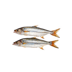 Obraz premium Two Fresh Mackerel: A close-up view of two glistening fresh mackerel, their silvery scales reflecting light, showcasing their vibrant colors and enticing texture.
