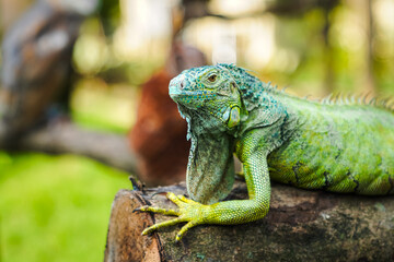 Beautiful green iguana on tree trunk (iguana iguana). Reptile animal in green park nature. 