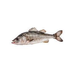 Fototapeta premium Fresh Sea Bass: A fresh, whole sea bass, featuring its distinctive silvery scales and prominent fins, ready for a delicious meal. The close-up shot captures the details of this popular seafood. 