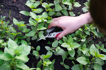 Hands carefully pruning fresh herbs in a lush garden on a sunny day to promote healthy growth and...
