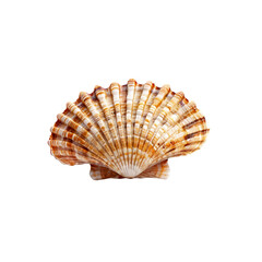 Obraz premium Scallop Shell Close-Up: A single scallop shell, with its intricate fan-like ridges and delicate beige and brown hues, lies isolated, highlighting its unique beauty and delicate texture. 