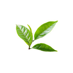 Fresh Green Tea Leaves: Close-up of vibrant, dew-kissed green tea leaves on a stem, showcasing the delicate beauty and freshness of this popular beverage ingredient.  