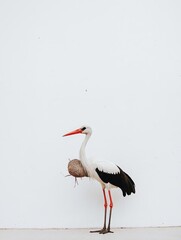 Obraz premium A stork delivering a bundle stands gracefully against a plain background, symbolizing new beginnings and the arrival of joy and happiness.