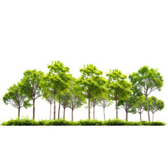 Green Grove: A serene and vibrant forest glade with a row of lush green trees standing tall and proud, their leaves rustling gently in the breeze.