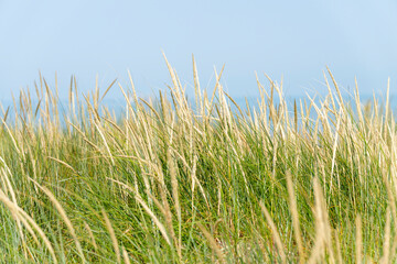 Détail de végétation des dunes : oyats
