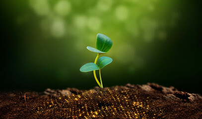 small green plant is growing in the dirt. The plant is small and has a lot of leaves