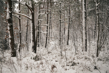 drzewa,zima  © Marcin Łazarczyk