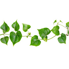 Naklejka premium Ivy Vine Border: Lush, vibrant green ivy leaves form a natural border, perfect for adding a touch of organic elegance to your designs. The heart-shaped leaves are interconnected.