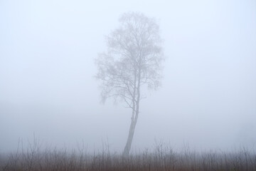 a lonely tree in the forest in the mist