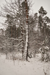 drzewo,zima  © Marcin Łazarczyk