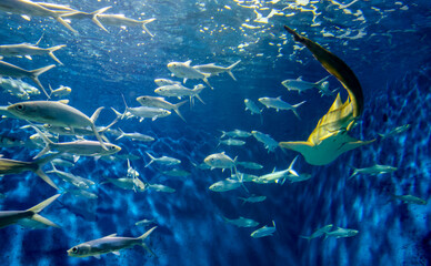 Colorful underwater scene featuring a manta ray alongside schools of fish in a vibrant ocean