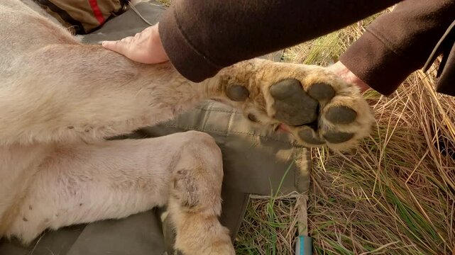 Veterinarian monitors sedated lioness during relocation in African wilderness