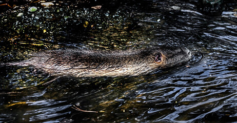 Swimming nutria. Latin name - Myocastor coypus	
