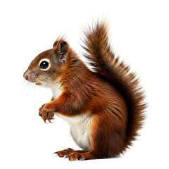 Red Squirrel in Side Pose On Transparent Background
