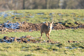 A Water Deer walking across grassland.