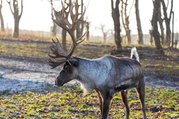 A Reindeer standing in woodland.