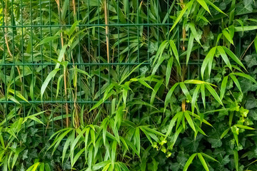 Lush green bamboo plants entwined with ivy create a vibrant natural backdrop in an urban garden area