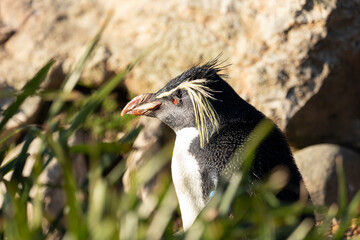 A Rockhopper Penguin in profile against a rocky background.