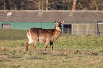 A Waterbuck walking across grassland.