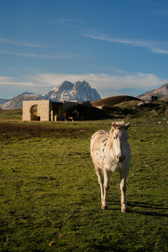 Cavalli gran sasso