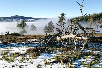 old fallen tree in the winter at a foggy landscape with 
