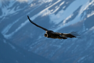 the largest of the skies of the Andes