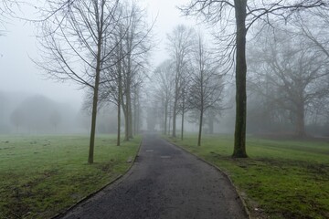 Fog entering a deserted park road between bare trees in winter