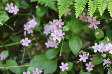 Fototapeta premium Pink Flower in nature