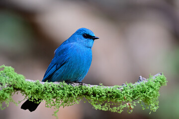 verditer flycatcher, Eumyias thalassinus, shiny and beautiful whole blue bird perching on canopy or tree top