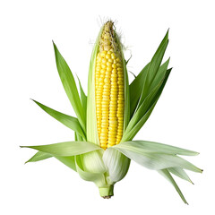 Solitary baby corn isolated_