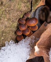 Wild Enoki Mushrooms