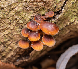 Wild Enoki Mushrooms