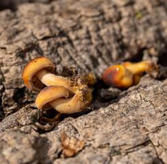 Wild Enoki Mushrooms