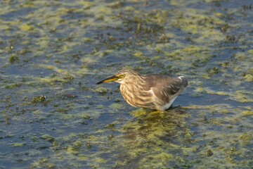 Indian Pond Heron (Ardeola grayii) wading through shallow water in a wetland area