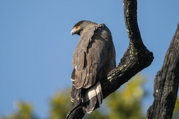 Closeup of a Crested Serpent Eagle (Spilornis cheela) perched on a tree branch